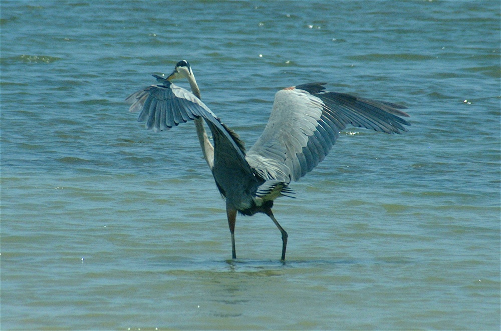 (11) Dscf5269 (great blue heron).jpg   (1000x661)   253 Kb                                    Click to display next picture